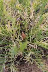 Oxytropis squammulosa
