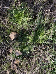 Sanicula arctopoides