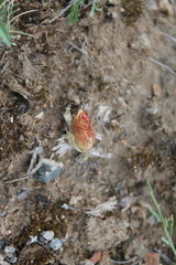 Oxytropis squammulosa
