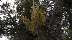 Dendrophthora clavata