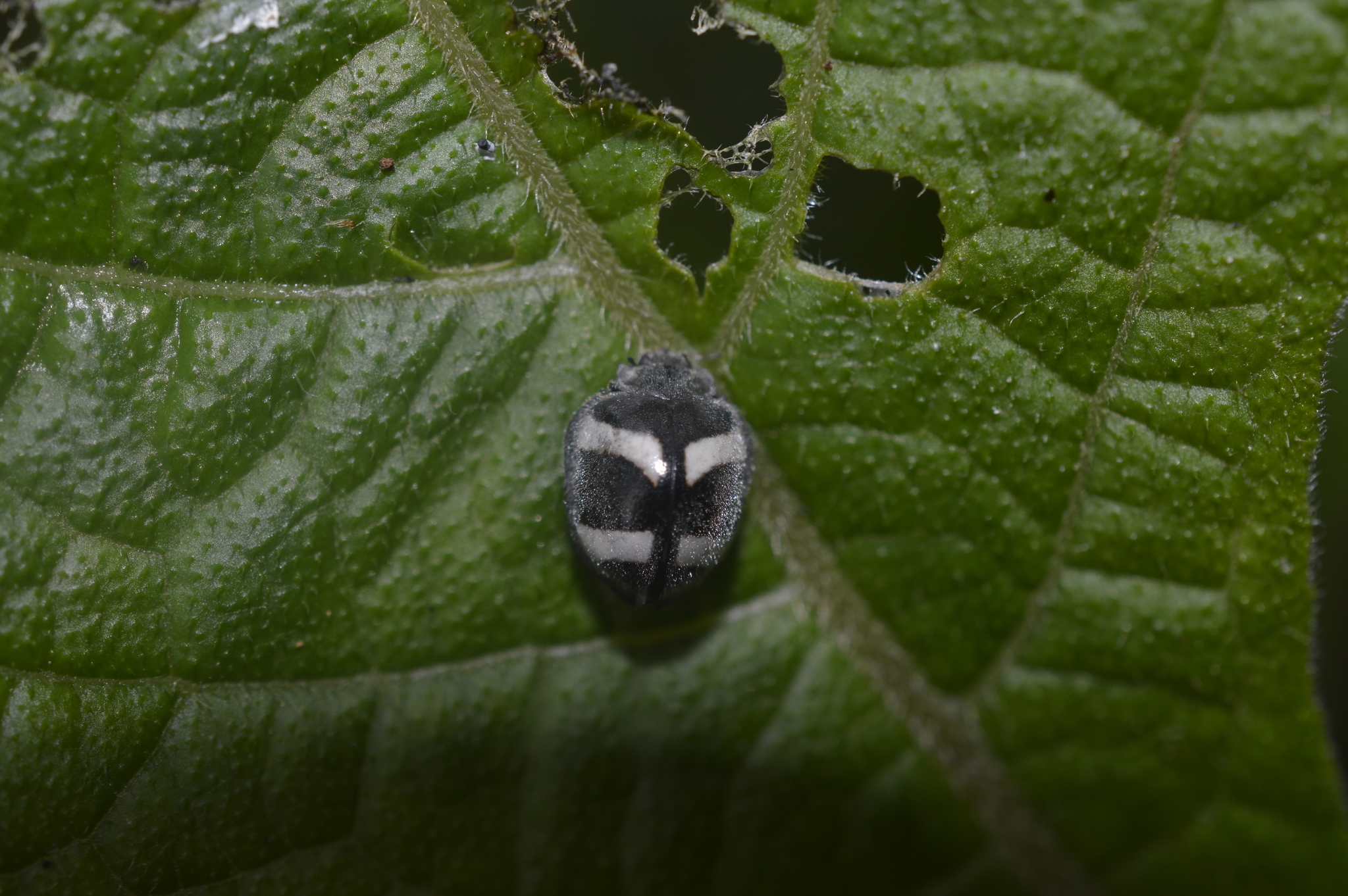 Epilachna image