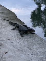 Varanus salvator salvator