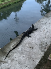 Varanus salvator salvator