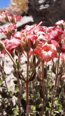 Viviania marifolia