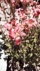 Viviania marifolia