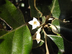 Elaeagnus macrophylla