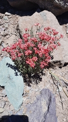 Viviania marifolia