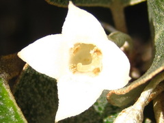Elaeagnus macrophylla