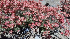 Viviania marifolia