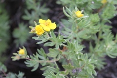 Dasiphora parvifolia