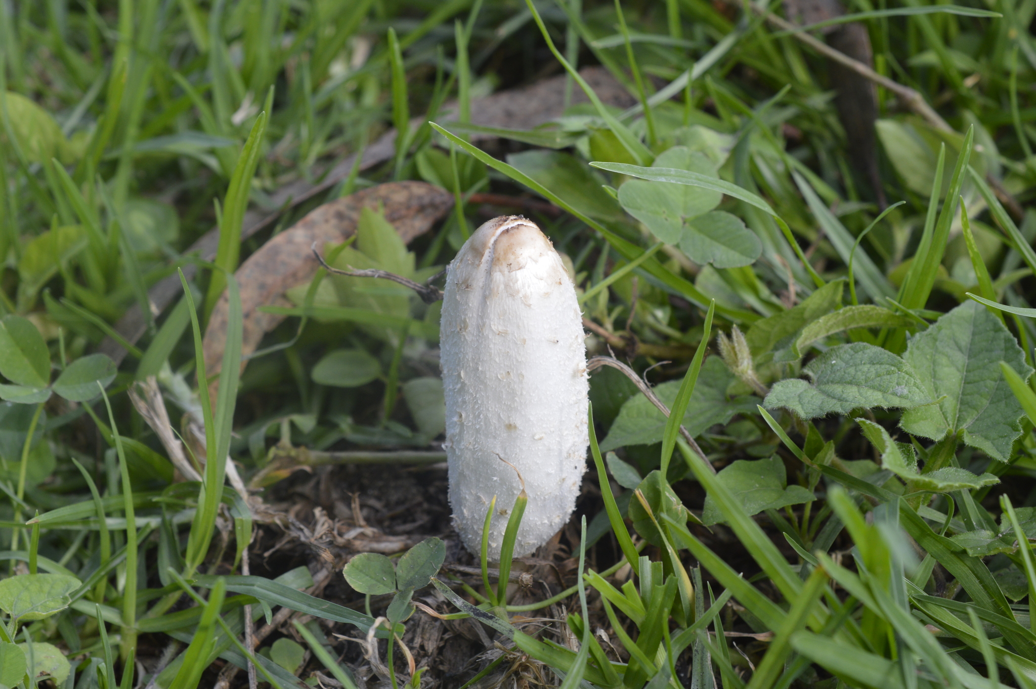 Coprinus comatus image