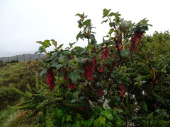 Ribes hirtum