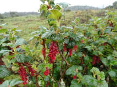 Ribes hirtum