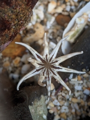 Halcampa decemtentaculata