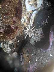 Halcampa decemtentaculata