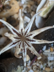 Halcampa decemtentaculata