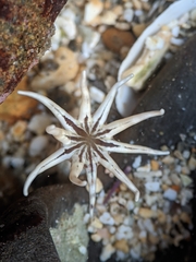 Halcampa decemtentaculata