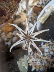 Halcampa decemtentaculata