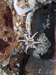 Halcampa decemtentaculata