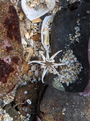 Halcampa decemtentaculata