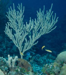 Thalassoma bifasciatum