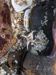 Halcampa decemtentaculata