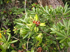 Pittosporum tobira