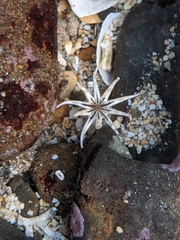 Halcampa decemtentaculata