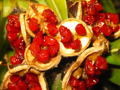 Pittosporum tobira
