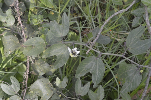 Passiflora punctata image