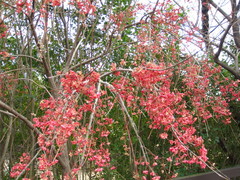 Euonymus hamiltonianus