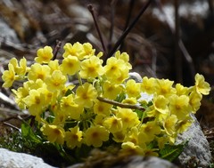 Primula strumosa
