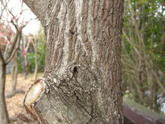 Euonymus hamiltonianus