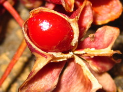 Euonymus hamiltonianus
