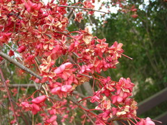 Euonymus hamiltonianus