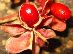 Euonymus hamiltonianus