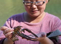 Faxonius longidigitus