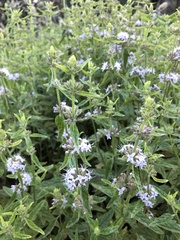 Mentha laxiflora