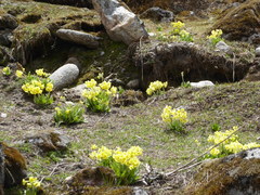 Primula strumosa