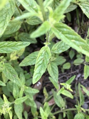 Mentha laxiflora