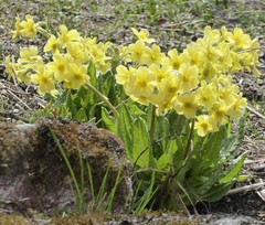 Primula strumosa