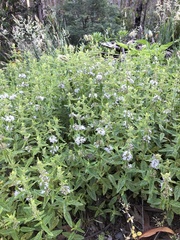 Mentha laxiflora