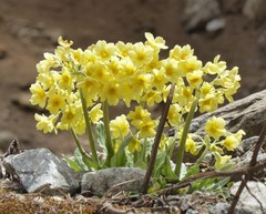 Primula strumosa