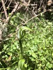 Pterostylis monticola