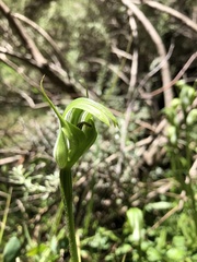 Pterostylis monticola