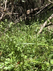 Pterostylis monticola