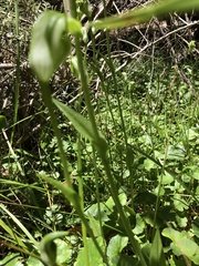 Pterostylis monticola