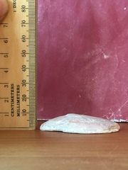 Scutellastra cochlear