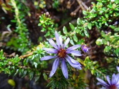 Diplostephium ericoides