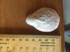 Scutellastra cochlear